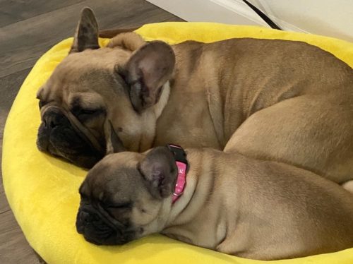 banana bed for dogs