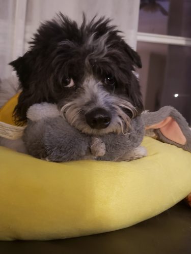 banana bed