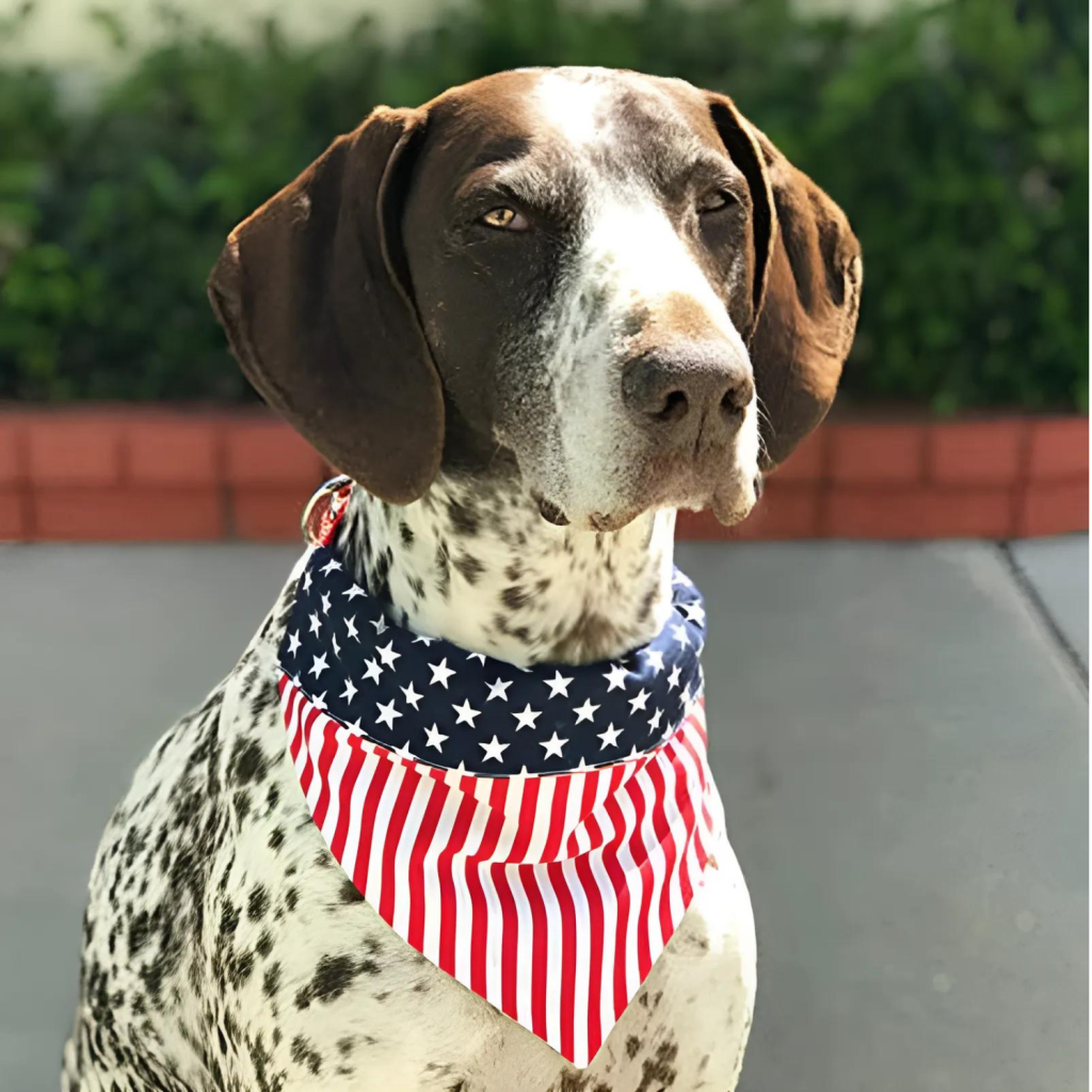 bandana for dogs