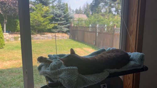 cat-hammock